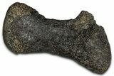 Fossil Sauropod Metatarsal Bone - Bone Cabin Quarry, Wyoming #357053-1